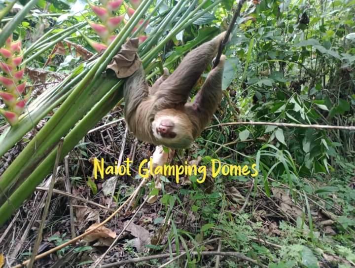 Appartamento Glamping Naioth Guápiles Esterno foto