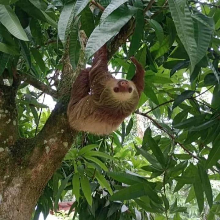 Appartamento Glamping Naioth Guápiles Esterno foto