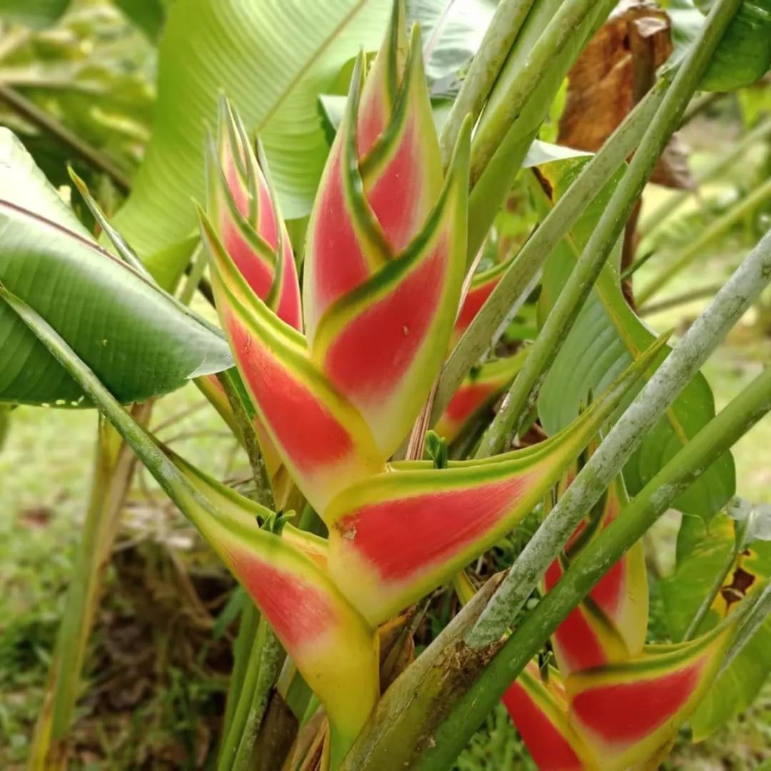Appartamento Glamping Naioth Guápiles Esterno foto