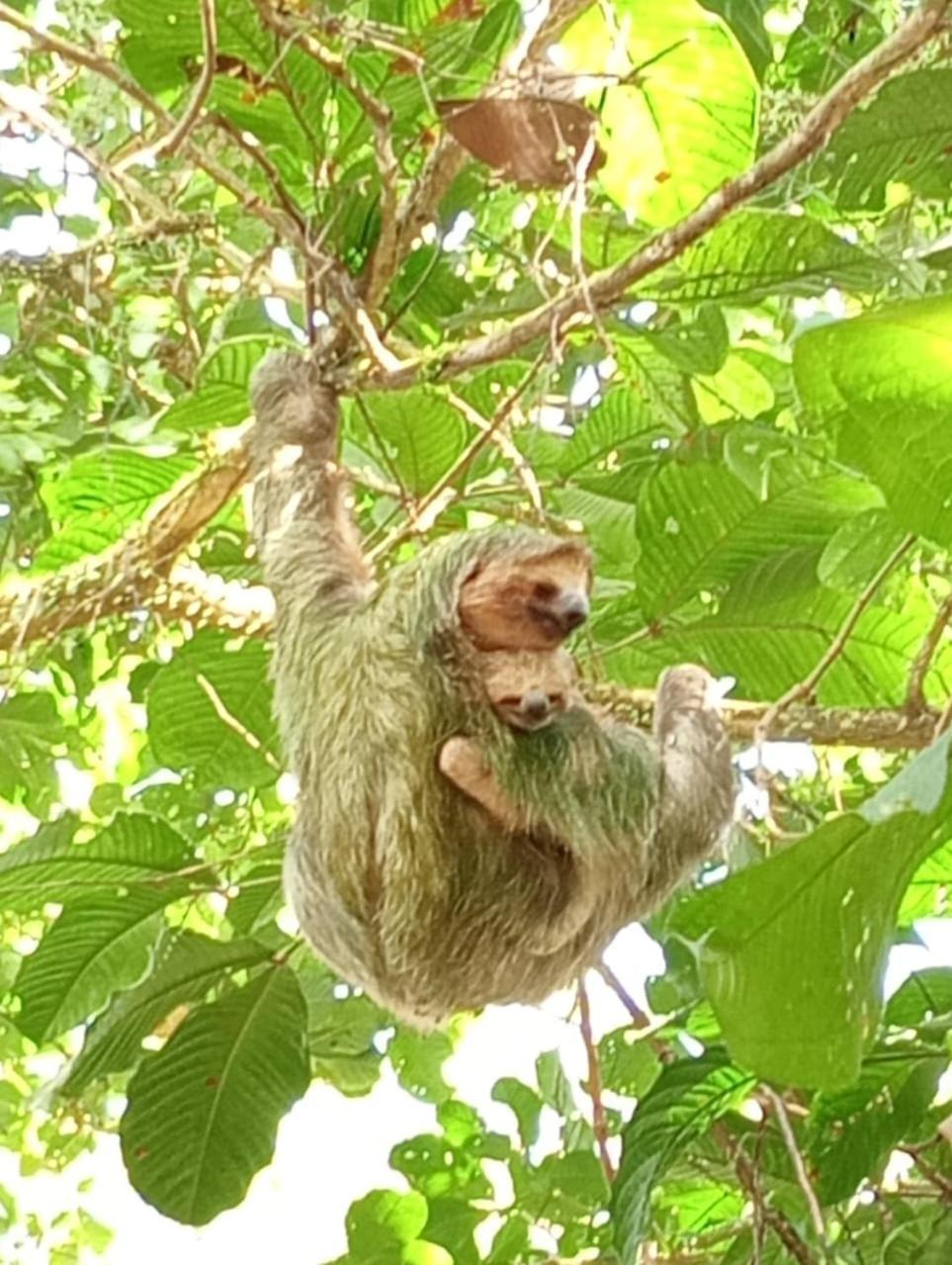 Appartamento Glamping Naioth Guápiles Esterno foto